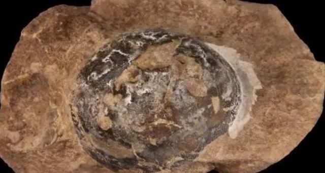 重量仅10克，日本发现最小恐龙蛋化石，犹如一枚鹌鹑蛋