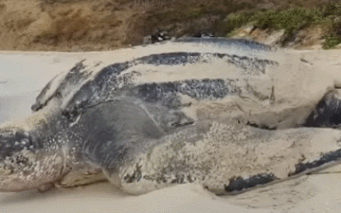 灭绝的最大乌龟是多大？这个牙齿密集恐惧误点
