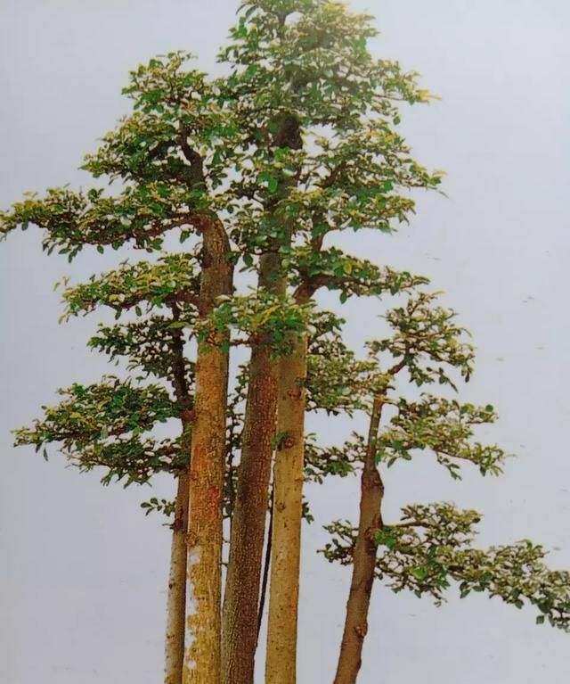 树的年轮较密的向着南面较疏的向着北面图2