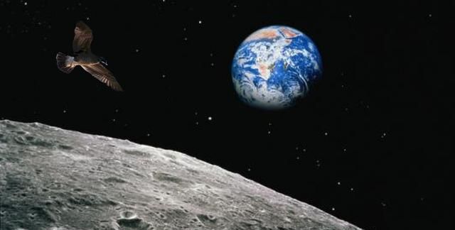 月球的重力是地球上的六分之一，鸟在地球上飞20公里用1个小时，把它放到月球上，飞20公里需要多少时间图1