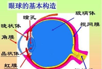 眼球的成分有哪些(眼球的主要成分)图2
