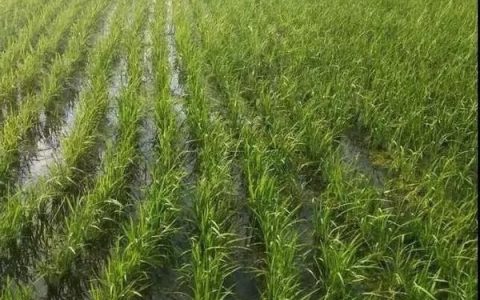 气温低对水稻的影响,气温低到多少度对水稻有影响