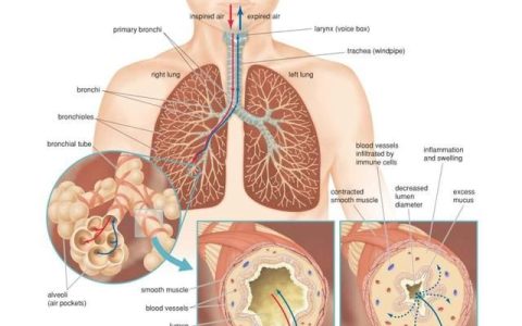 肺泡和血液之间怎样进行气体交换