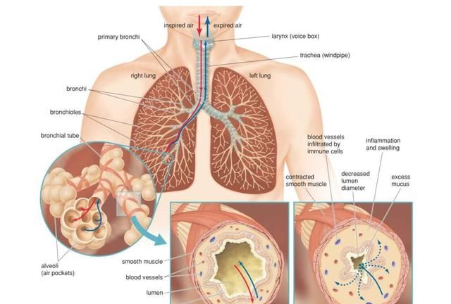 肺泡和血液之间怎样进行气体交换图1