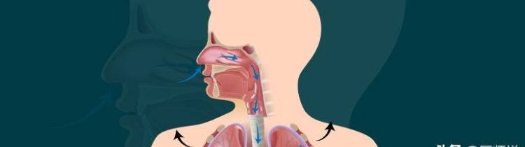 肺泡和血液之间怎样进行气体交换图2