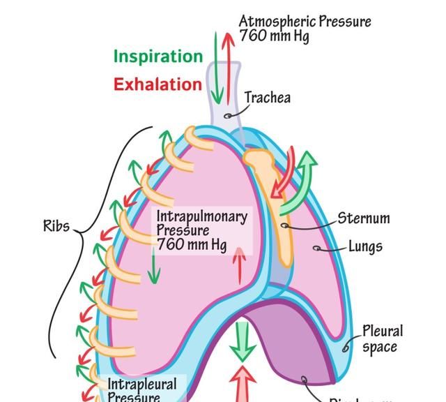 肺泡和血液之间怎样进行气体交换图3