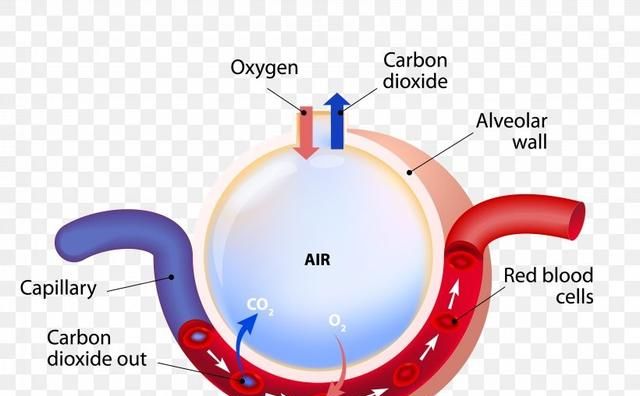 肺泡和血液之间怎样进行气体交换图6