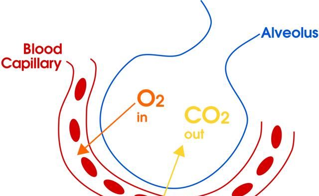 肺泡和血液之间怎样进行气体交换图9