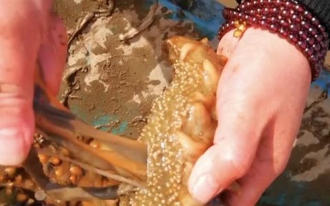 海参肠子怎么做,海参肠子的危害