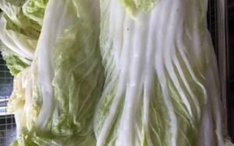 用白菜做泡菜的制作方法是什么