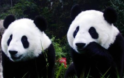 熊猫冬眠吗,秦岭熊猫vs四川熊猫