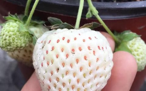 白草莓是怎么形成的,白草莓是怎样来的