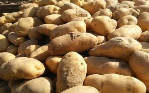 土豆收获后怎样贮藏才能存放长久呢