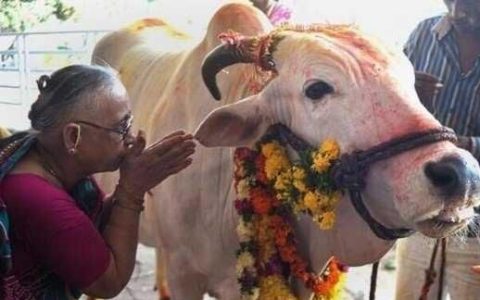 印度人为什么那么崇拜牛,印度人为什么那么崇拜牛粪