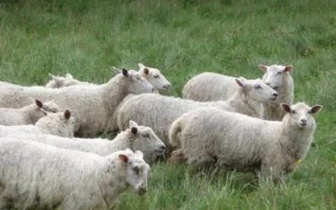 怎样杀羊去掉羊毛好,杀羊时有什么妙招拔羊毛
