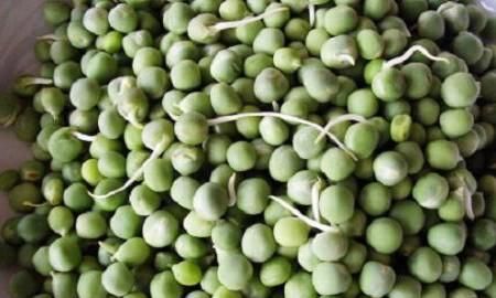 新鲜豌豆能发豌豆苗,怎么用豌豆做豌豆苗图2