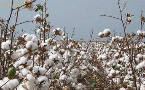 棉花种植应怎样预防大风天气灾害呢