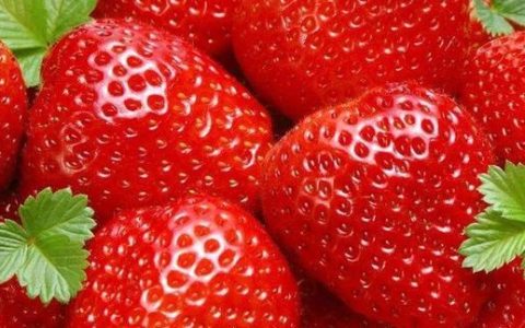 草莓为什么泡水就烂了(草莓泡水变白了还能吃吗)