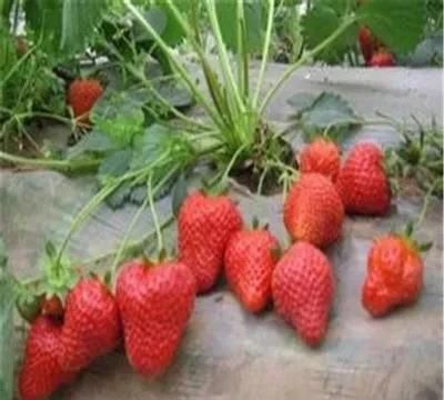草莓为什么泡水就烂了(草莓泡水变白了还能吃吗)图4