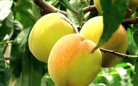黄桃栽培技术有什么