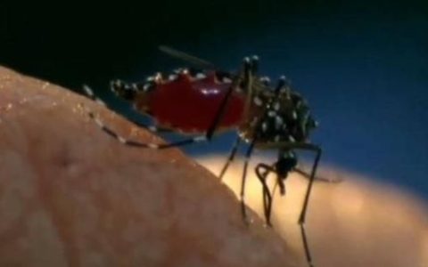 为什么蚊子喜欢吸血