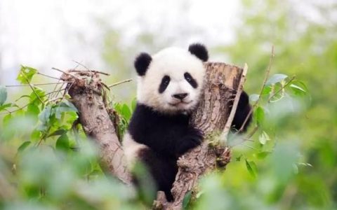 大熊猫生活在什么地方