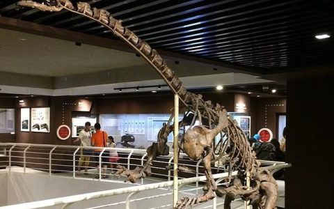 中国境内发现的恐龙