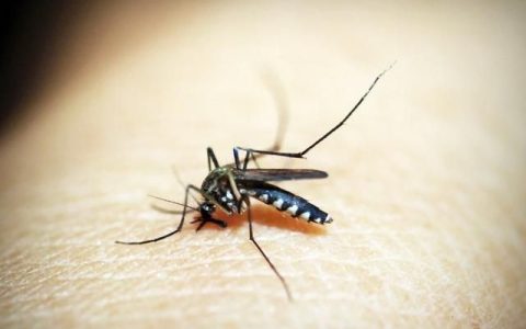 为什么蚊子会吸人血呢
