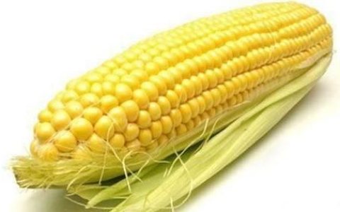 玉米吃多了对身体有哪些影响(长期吃玉米对身体有什么好处)