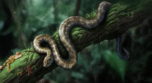 世界上最大的蛇是什么蛇(世界上最大的蛇是什么蛇排前五名)图4