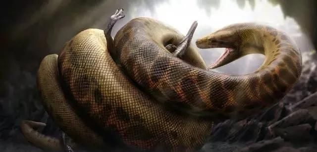 世界上最大的蛇是什么蛇(世界上最大的蛇是什么蛇排前五名)图6