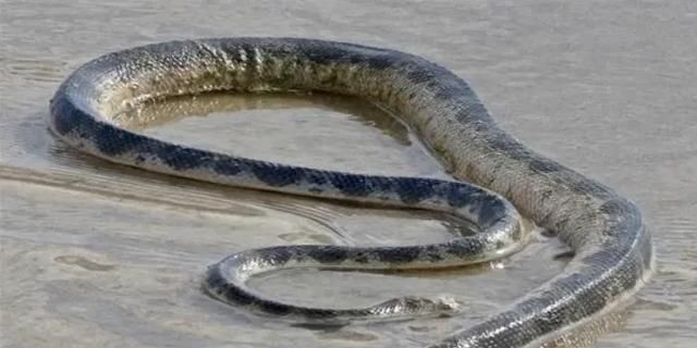三峡大坝最大的蛇,三峡大坝有蛇吗图5