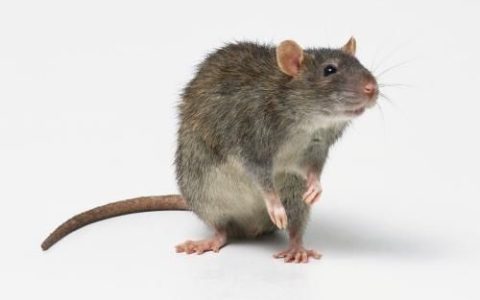 如何抓住家里的老鼠,怎么才能抓住老鼠呢