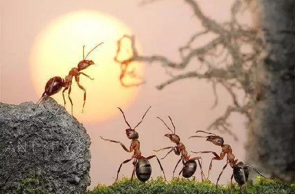 为什么蚂蚁要在下雨前搬家,为什么快下雨蚂蚁就会搬家图5