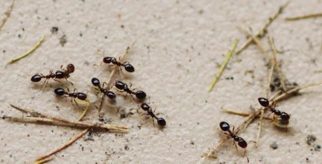 为什么蚂蚁要在下雨前搬家,为什么快下雨蚂蚁就会搬家图7