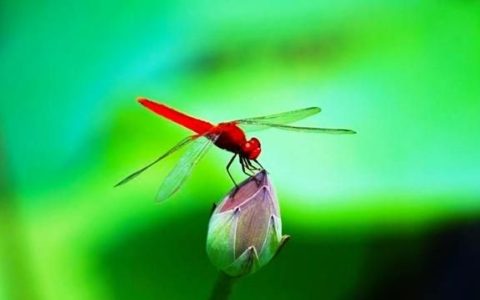 蜻蜓是长什么样的它可以吃害虫吗