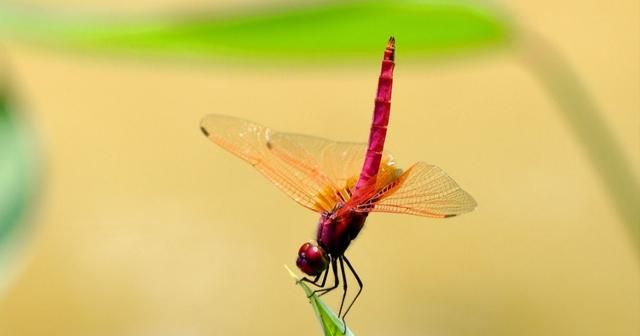 蜻蜓是长什么样的它可以吃害虫吗图4